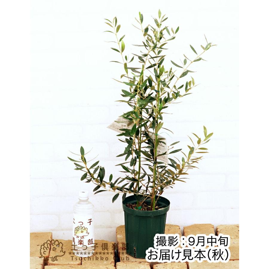 オリーブ 2品種植え ( 2年生 )5号スリット鉢 ( ネバディロ オリーブ 2品種植え ( 2年生 )5号スリット鉢 ( ネバディロ