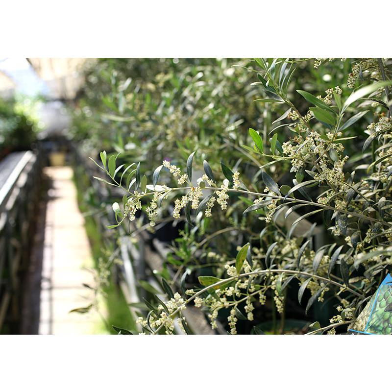 オリーブ （全11品種）3年生 5号スリット鉢植え【選べる品種】 ギフト