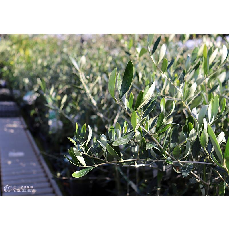オリーブ （全11品種）3年生 5号スリット鉢植え【選べる品種】 ギフト