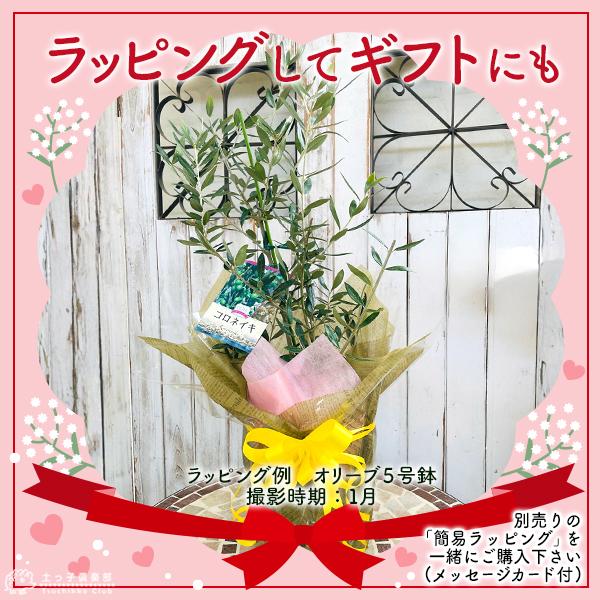 オリーブ （全11品種）3年生 5号スリット鉢植え【選べる品種】 贈答