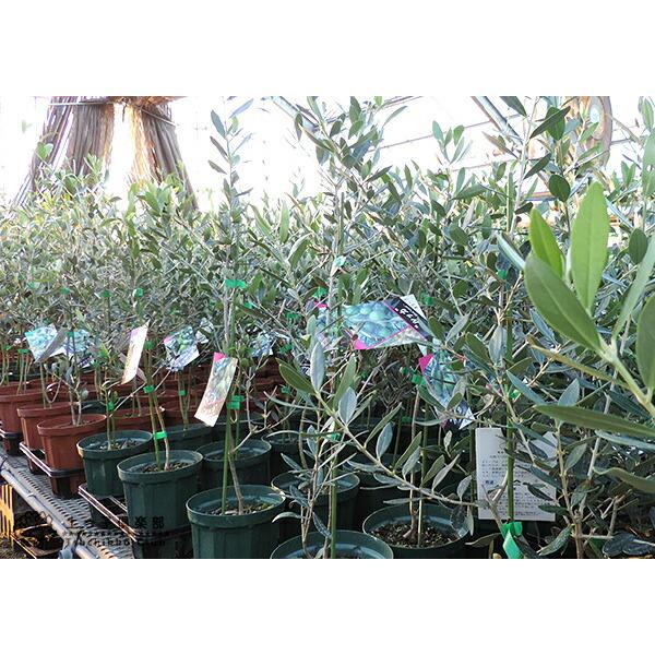 オリーブ （全11品種）3年生 5号スリット鉢植え【選べる品種】 : 花と
