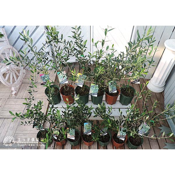 オリーブ （全11品種）3年生 5号スリット鉢植え【選べる品種】 贈答