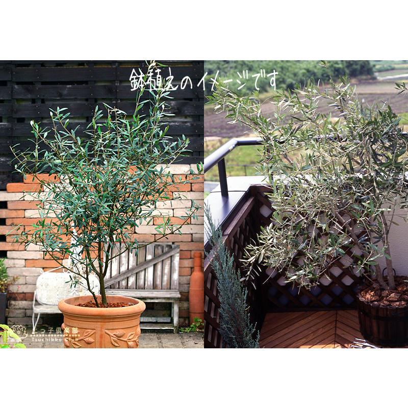 オリーブ （全11品種）3年生 5号スリット鉢植え【選べる品種】 : 花と