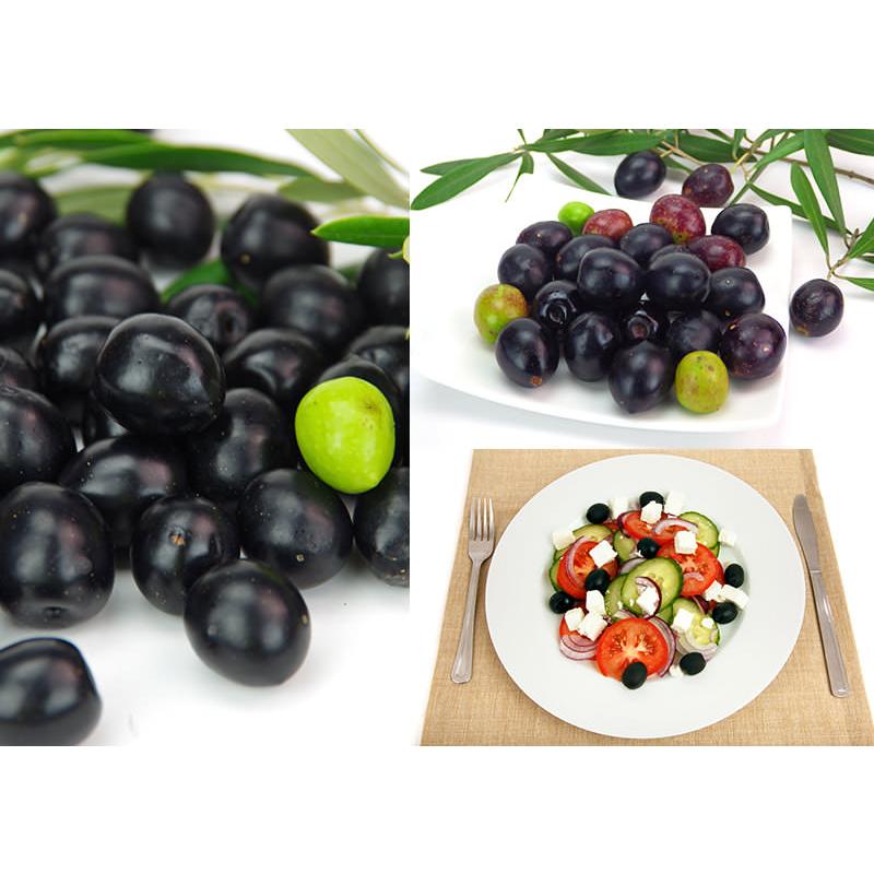 オリーブ （全11品種）3年生 5号スリット鉢植え【選べる品種】 贈答