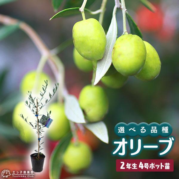 オリーブ （全9品種） 2年生 4号ポット苗 【 選べる品種 】（Yahoo!・花と緑の専門店 土っ子倶楽部）