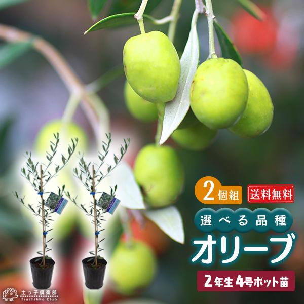 オリーブ （2年生） 4号ポット苗 2個セット （ 送料無料 ） 選べる品種 （全9品種）（Yahoo!・花と緑の専門店 土っ子倶楽部）