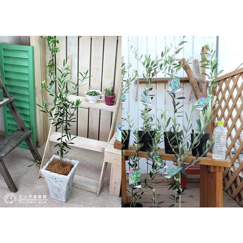 オリーブ （2年生） 4号ポット苗 2個セット （ 送料無料 ） 選べる品種