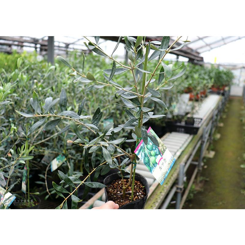 オリーブ (全9品種) 2年生 4号ポット苗 【 選べる品種 】 : 花 オリーブ (全9品種) 2年生 4号ポット苗 【 選べる品種 】 : 花