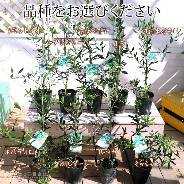 オリーブ (全9品種) 2年生 4号ポット苗 【 選べる品種 】 : 花 オリーブ (全9品種) 2年生 4号ポット苗 【 選べる品種 】 : 花