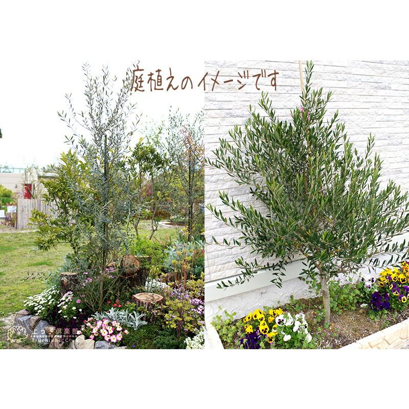 オリーブ (全9品種) 2年生 4号ポット苗 【 選べる品種 】 : 花 オリーブ (全9品種) 2年生 4号ポット苗 【 選べる品種 】 : 花