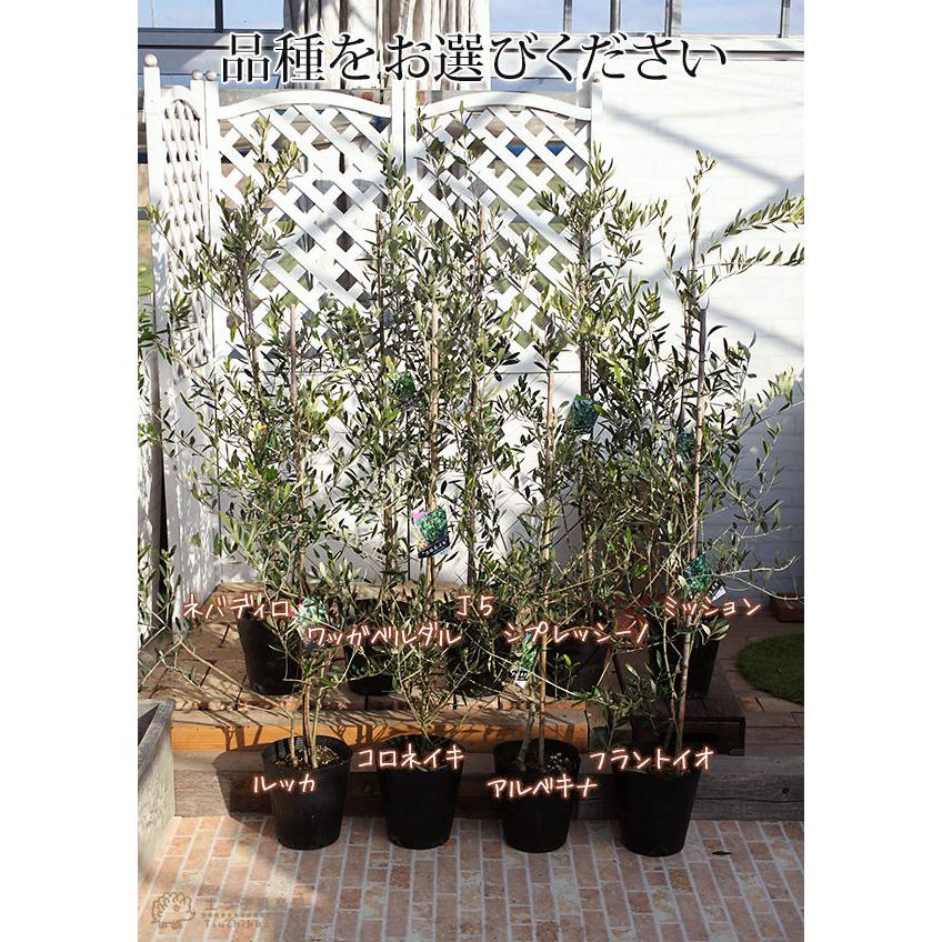 オリーブ 株立ち大苗 （全9品種） 4年生 7号ポット苗 【 選べる品種