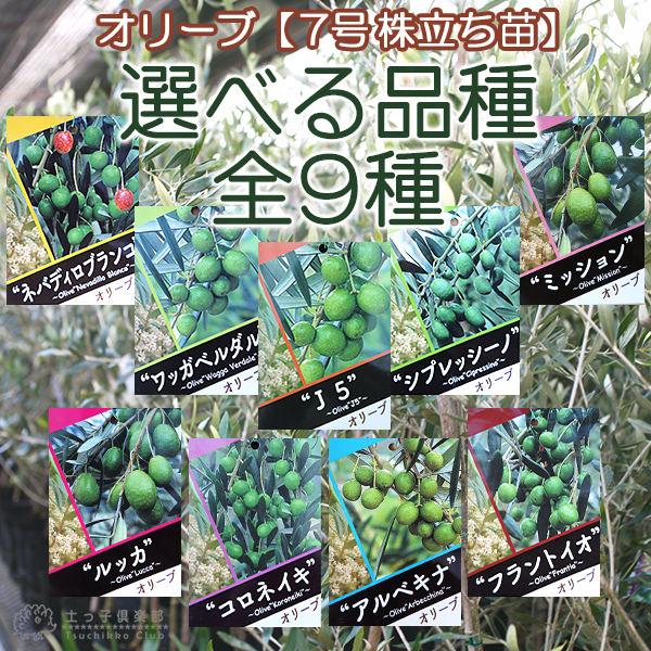 オリーブ　プロフご覧下さいです おまかせオリーブ｜XXS／XSサイズ｜人気8品種から厳選お届け - 株式