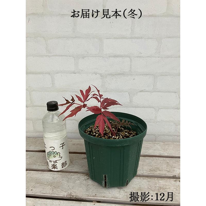 日本山人参 『 ヒュウガトウキ （ 日向当帰 ） 』 6号スリット鉢植え