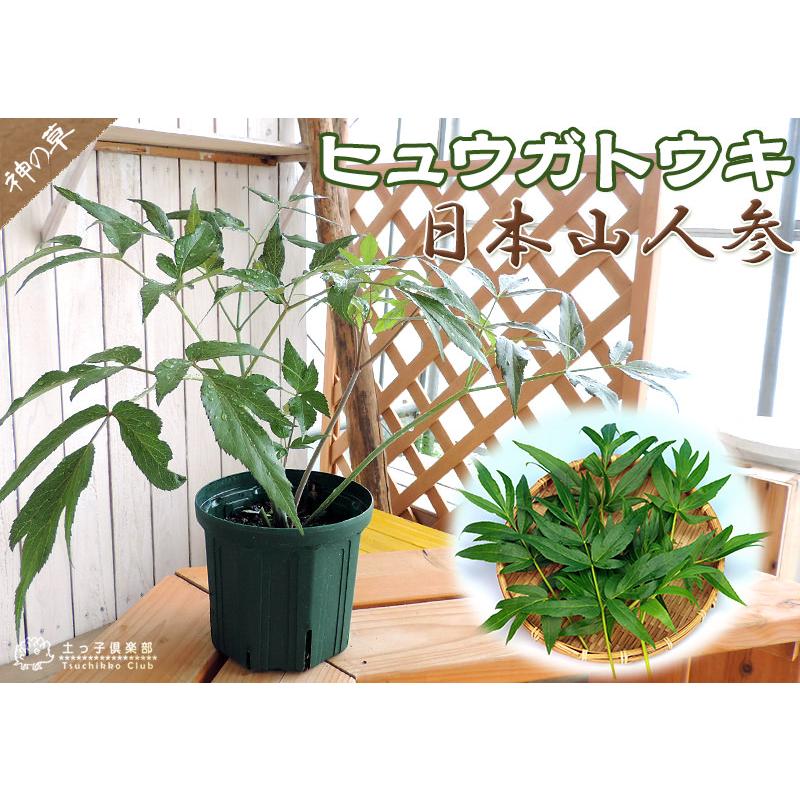 日本山人参 『 ヒュウガトウキ （ 日向当帰 ） 』 6号スリット鉢植え