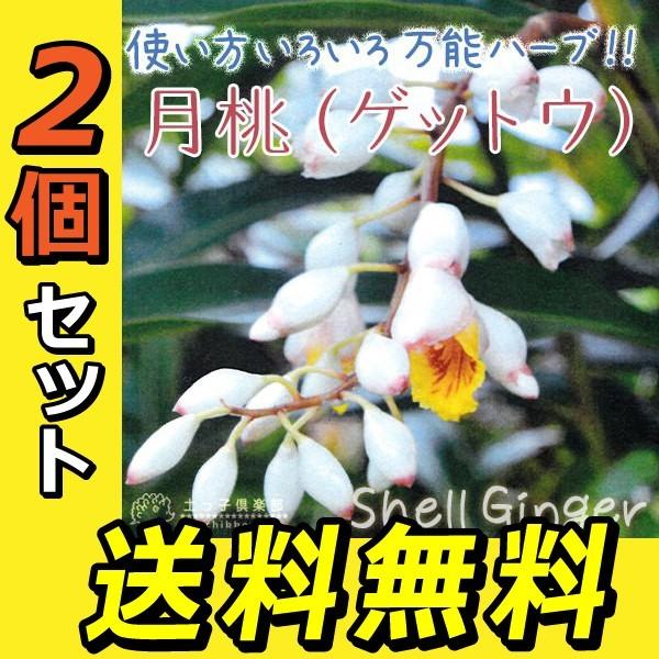 月桃 『 ゲットウ 』 2個セット （ 送料無料 ） 4号ポット苗 : 花と緑