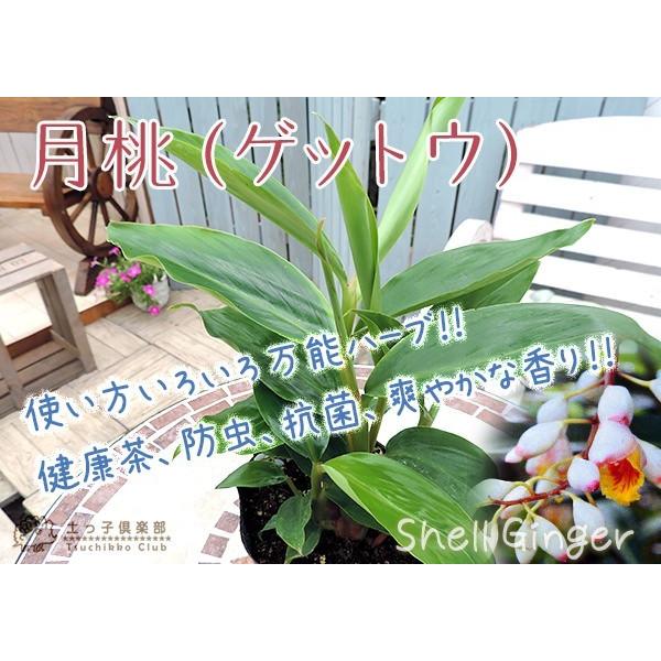 月桃 『 ゲットウ 』 2個セット （ 送料無料 ） 4号ポット苗 : 花と緑
