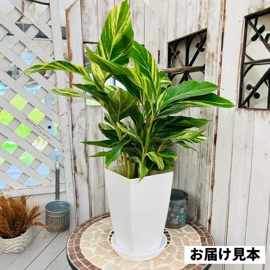 月桃『 黄斑ゲットウ』（ アルピニア ）7号鉢植え 送料無料 受け皿