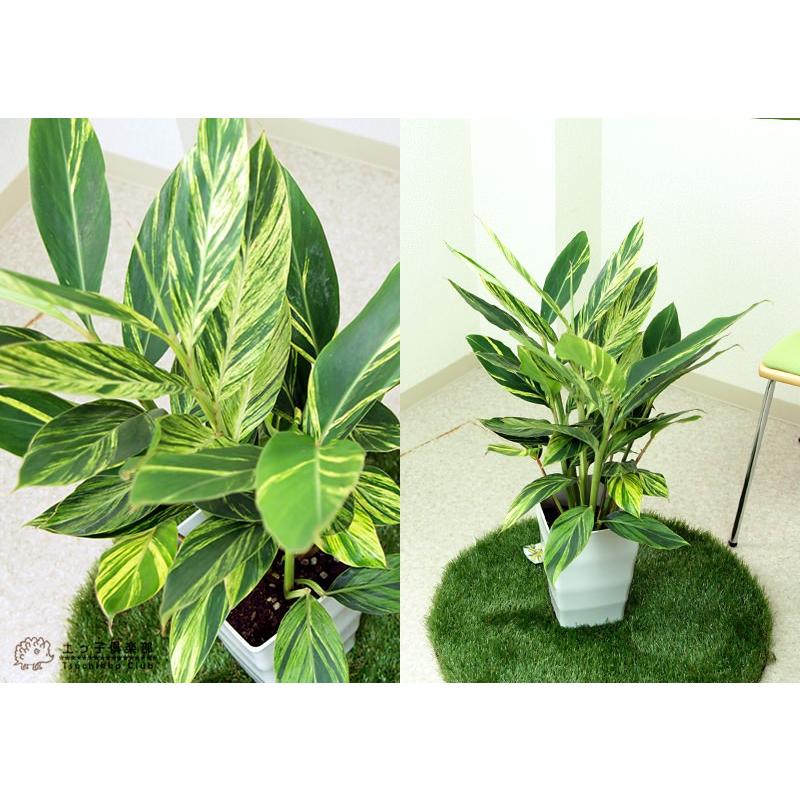 月桃『 黄斑ゲットウ』（ アルピニア ）7号鉢植え 送料無料 受け皿