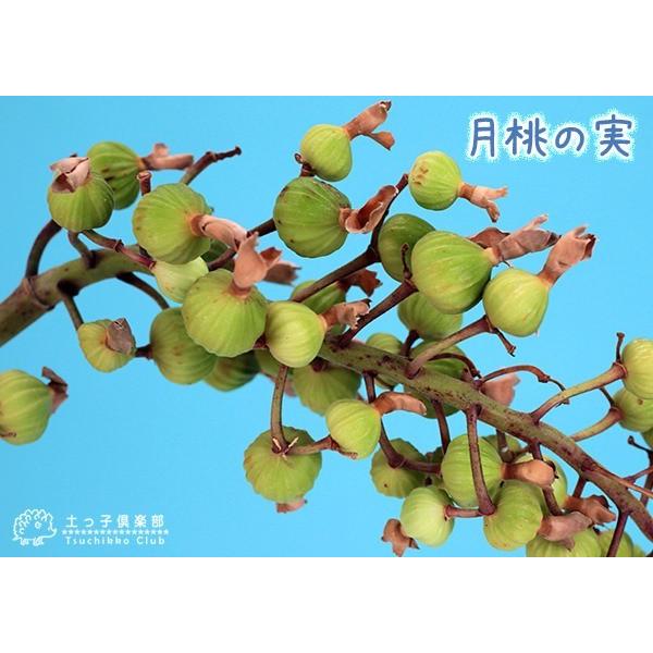 月桃『 黄斑ゲットウ』（ アルピニア ）7号鉢植え 送料無料 受け皿