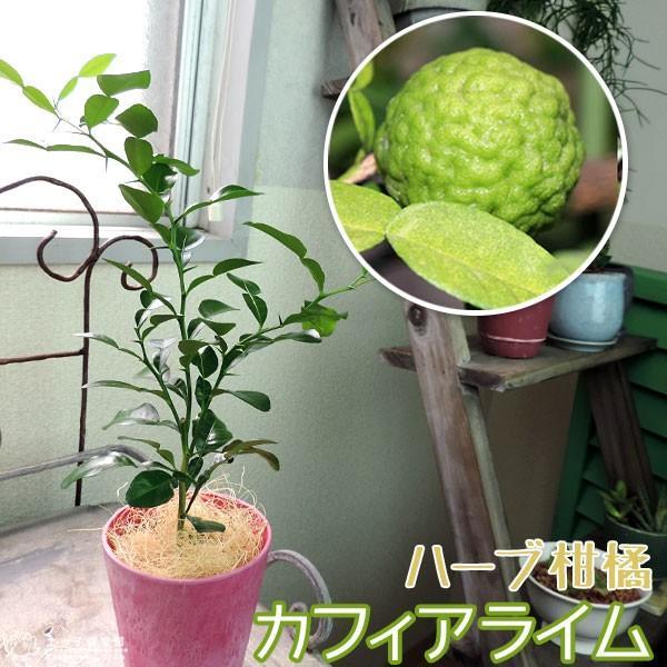ハーブ柑橘 『 カフィアライム （ こぶみかん ） 』 9cmポット苗 : 花
