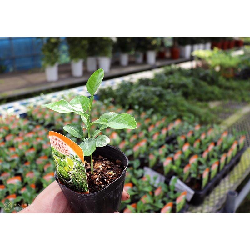 ハーブ柑橘 カフィアライム こぶみかん 9cmポット苗 S 086 花と緑の専門店 土っ子倶楽部 通販 Yahoo ショッピング