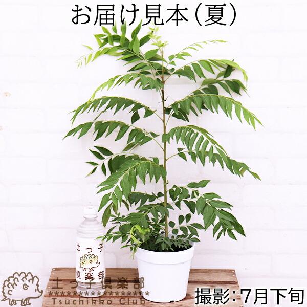 カレーの木 『 カレーリーフ 』 15cmポット苗 （ ナンヨウザンショウ