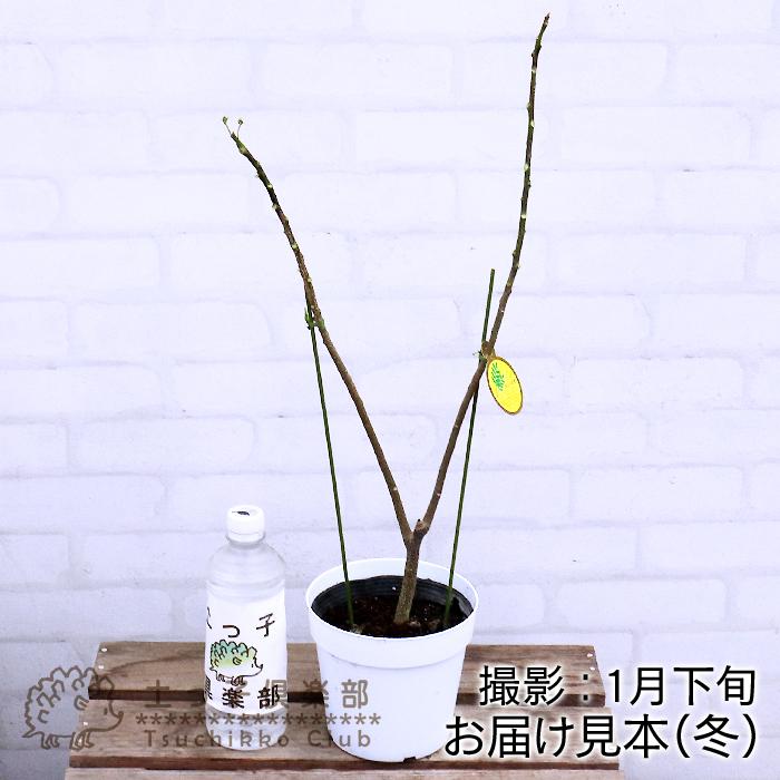 カレーの木 『 カレーリーフ 』 15cmポット苗 （ ナンヨウザンショウ