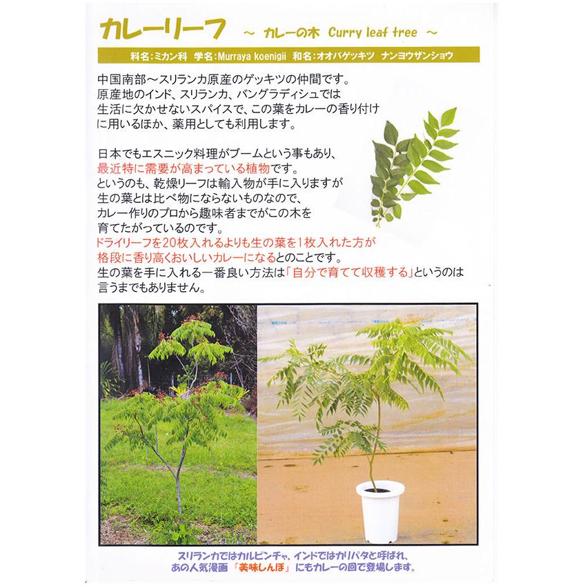 カレーの木 『 カレーリーフ 』 15cmポット苗 （ ナンヨウザンショウ