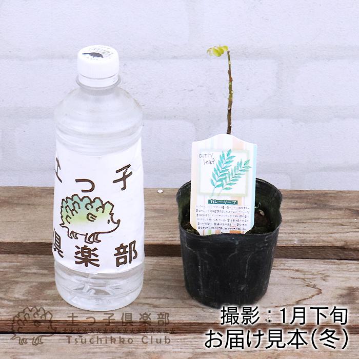 カレーの木 『 カレーリーフ 』 9cmポット苗 （ ナンヨウザンショウ