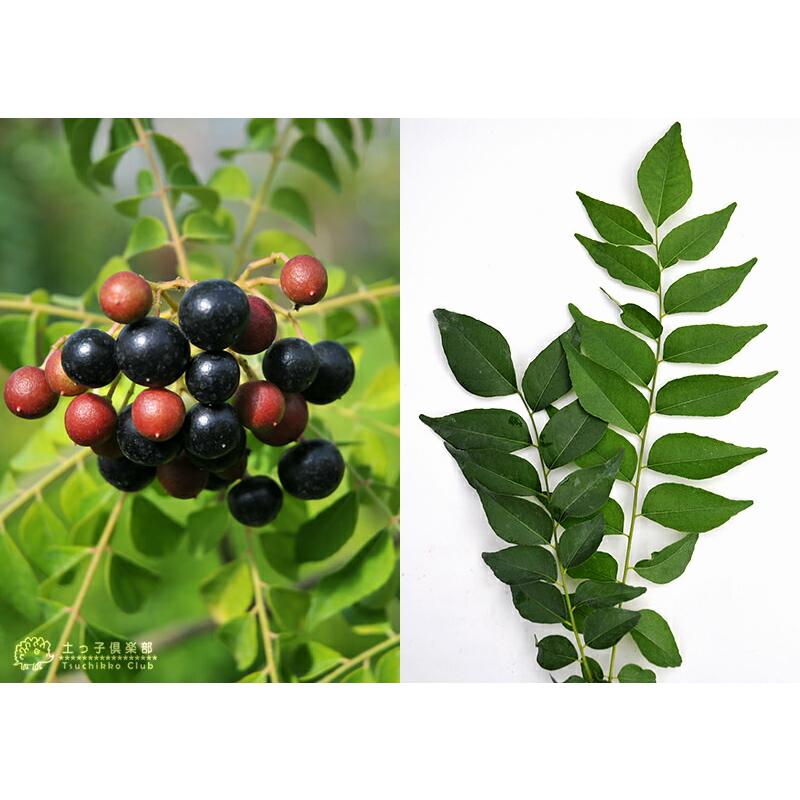 カレーの木 『 カレーリーフ 』 9cmポット苗 （ ナンヨウザンショウ