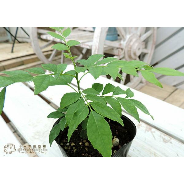 カレーの木 『 カレーリーフ 』 9cmポット苗 （ ナンヨウザンショウ