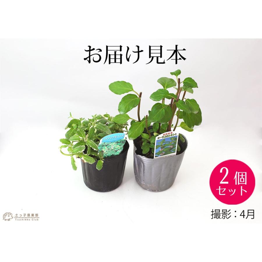 ミント 9cmポット苗 お任せ2品種セット｜produce87｜02