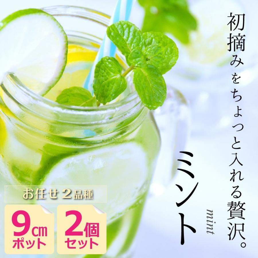 ミント 9cmポット苗 お任せ2品種セット : 花と緑の専門店 土っ子倶楽部