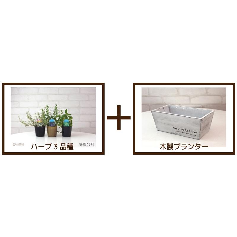 キッチンハーブ 3品種セット IN木製ミニプランター : 花と緑の専門