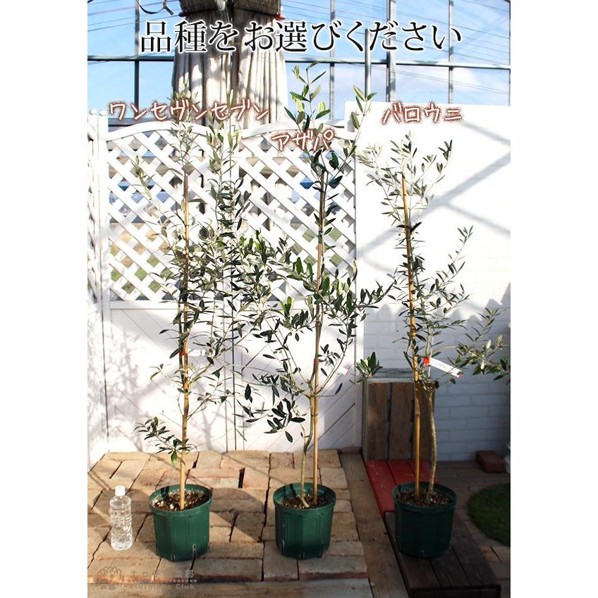 希少品種 大実 オリーブ 送料無料 株立ち大苗 ４年生 ７号スリット鉢植え 選べる品種 全３品種 S 092 花と緑の専門店 土っ子倶楽部 通販 Yahoo ショッピング