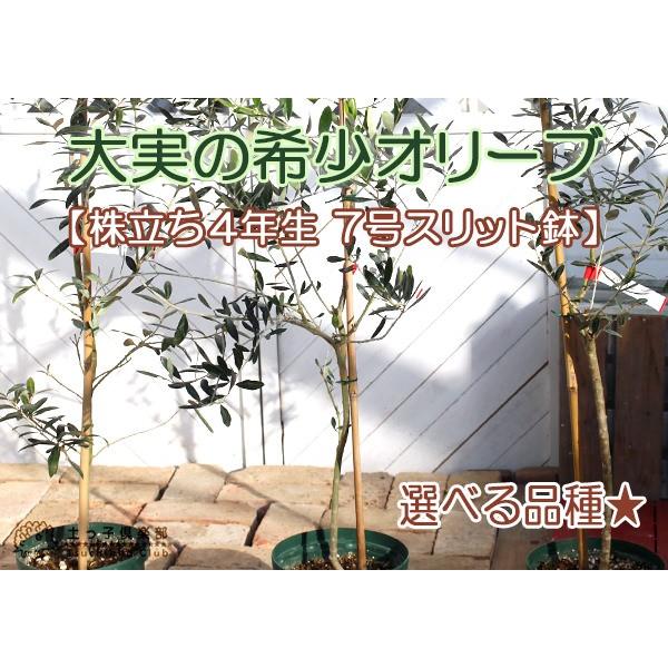 希少品種 『 大実 オリーブ 』 （ 送料無料 ） 株立ち大苗 4年生 7号