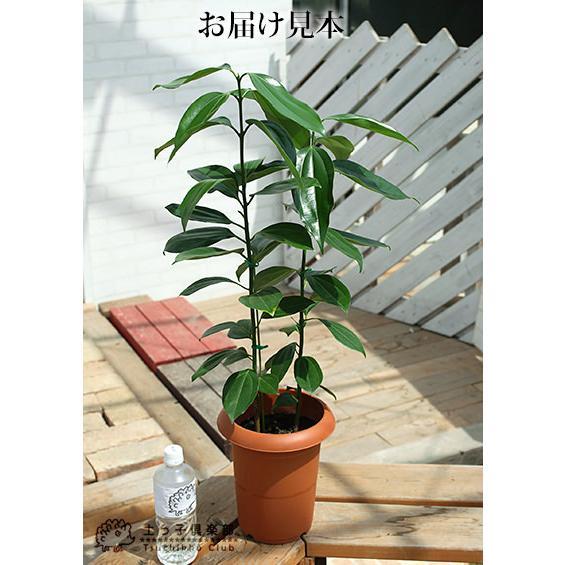 シナモン （ ニッキの木 ）7号鉢植え : 花と緑の専門店 土っ子倶楽部