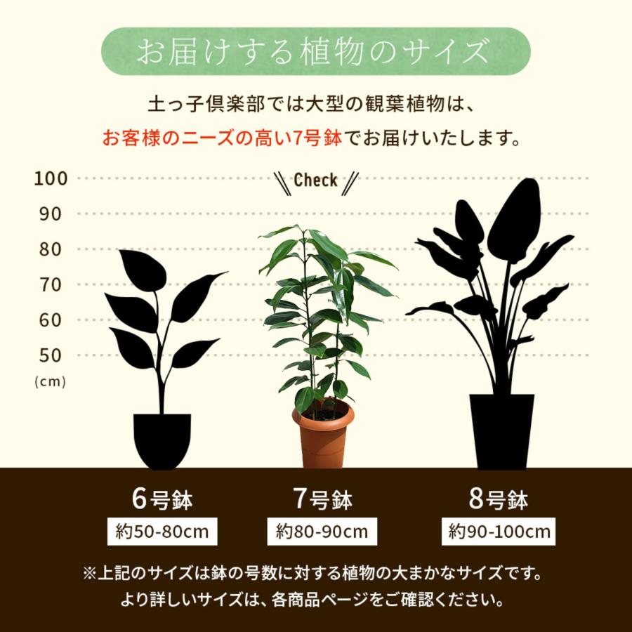 シナモン （ ニッキの木 ）7号鉢植え : 花と緑の専門店 土っ子倶楽部