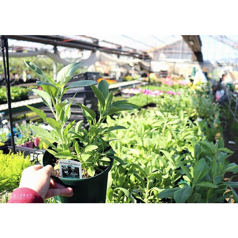 ホワイトセージ 6号スリット鉢植え S 094 花と緑の専門店 土っ子倶楽部 通販 Yahoo ショッピング