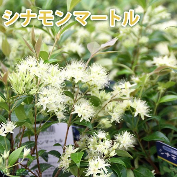 シナモンマートル （グレーマートル） 12cmポット苗 : s-095 : 花と緑  