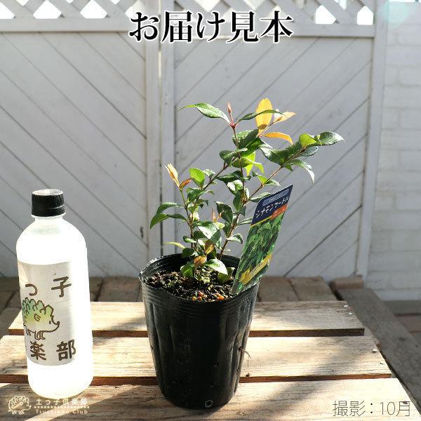 シナモンマートル （グレーマートル） 12cmポット苗 : s-095 : 花と緑  