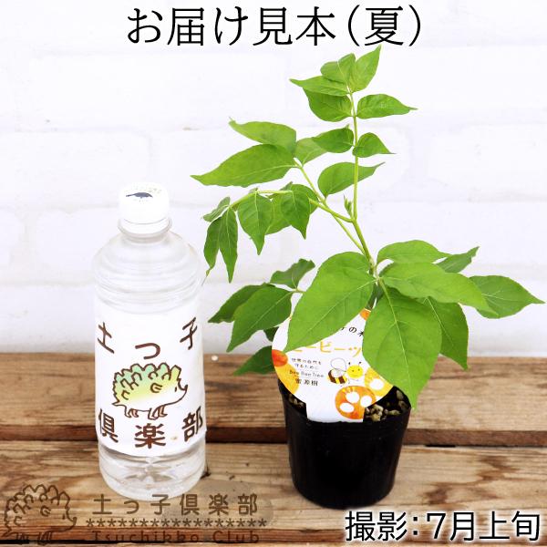 蜜源植物 『 ビービーツリー 』 9cmポット苗 （イヌゴシュユ） : 花と