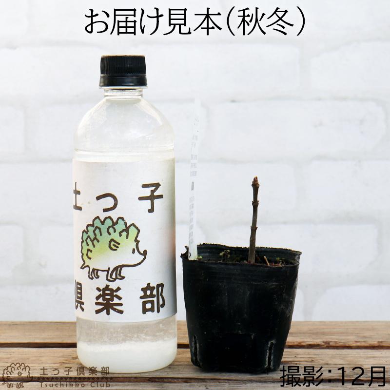 蜜源植物 『 ビービーツリー 』 9cmポット苗 （イヌゴシュユ） : 花と