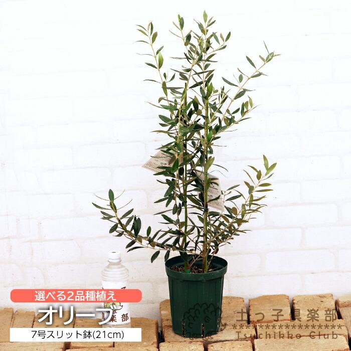 オリーブ斑入り剪定枝 B.C各1本 長さ 7センチ オリーブ 2品種