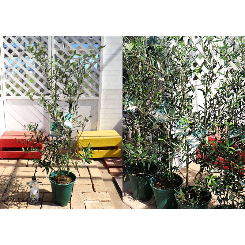 オリーブ 2品種植え （ 3年生 ）7号スリット鉢 大苗 : 花と緑の専門店