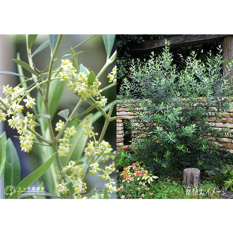 オリーブ 2品種植え （ 3年生 ）7号スリット鉢 大苗 贈答 プレゼント