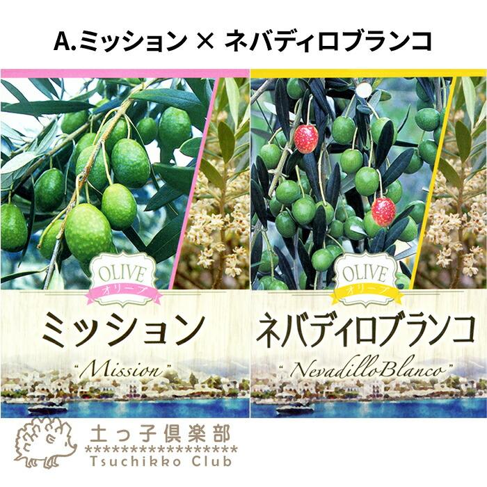 オリーブ 2品種植え （ 3年生 ）7号スリット鉢 大苗 : 花と緑の専門店