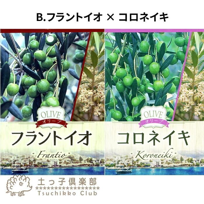 オリーブ 2品種植え （ 3年生 ）7号スリット鉢 大苗 : 花と緑の専門店