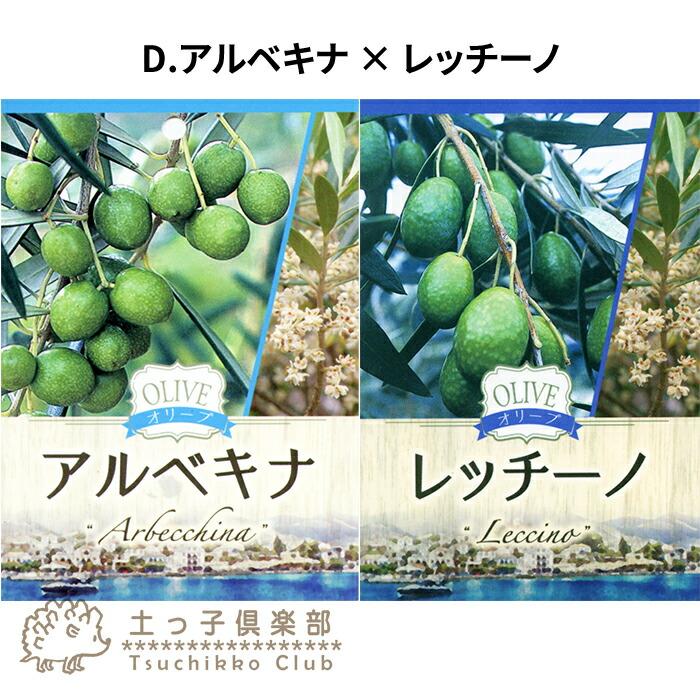 オリーブ 2品種植え （ 3年生 ）7号スリット鉢 大苗 : 花と緑の専門店
