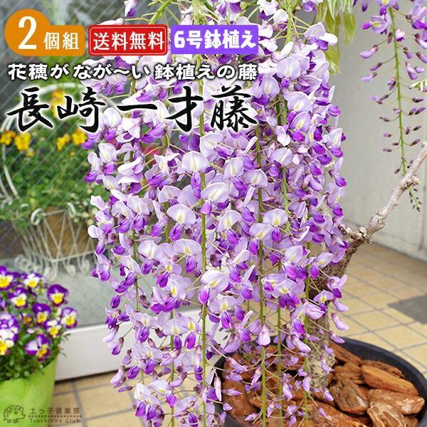 長崎一才藤 （ 花ふじ ） 6号鉢植え 【2個セット】 【送料無料】 : 花